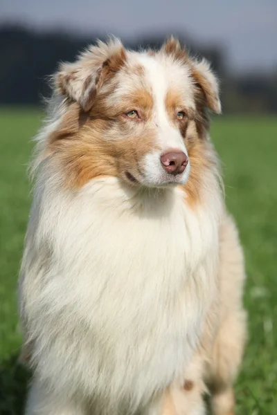 华丽澳大利亚牧羊犬在自然中的肖像 — 图库照片