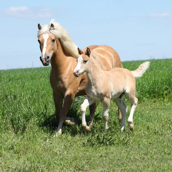 Beautiful haflinger mare with a foal — Stock Photo, Image