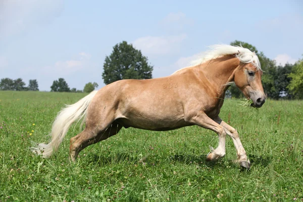 Jumping chestnut horse with blond mane in nature — Stock Photo, Image