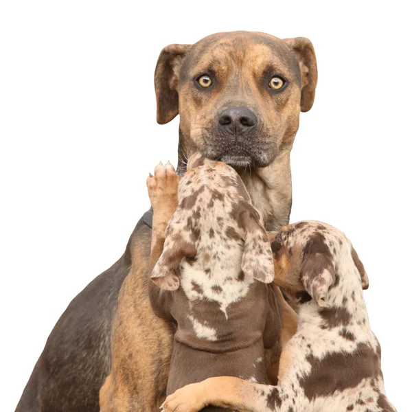 Isolierter Louisiana Catahoula Hund, der Angst vor Elternschaft hat — Stockfoto