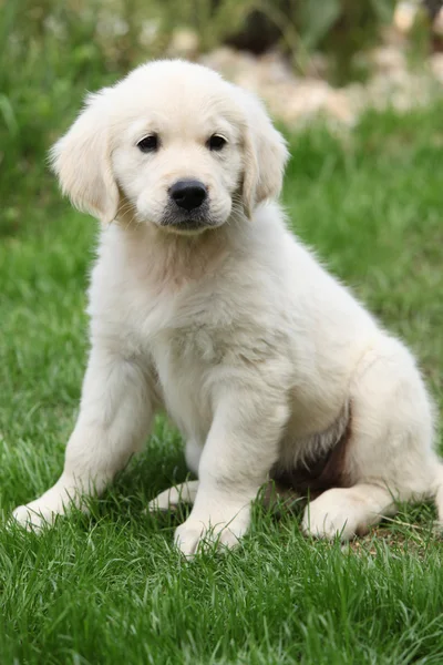 Golden Retriever köpeği çimlerin üzerinde oturuyor. — Stok fotoğraf