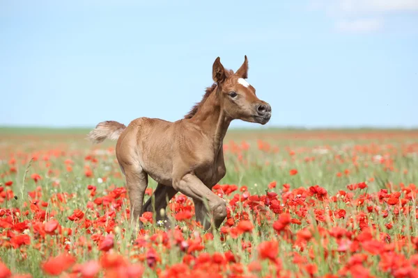 阿拉伯小马驹在红色罂粟领域中运行 — 图库照片