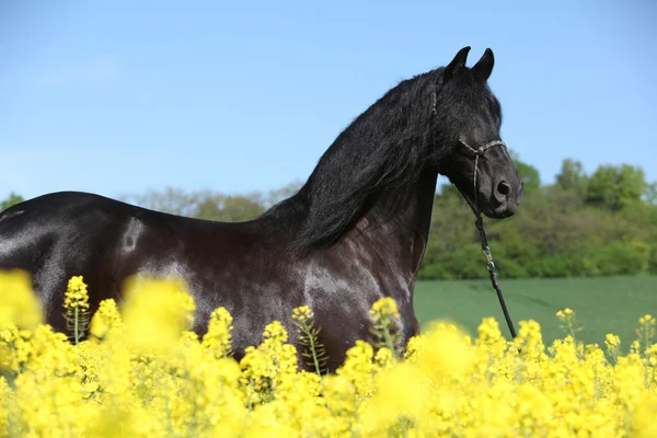 Koń fryzyjski za żółte kwiaty — Zdjęcie stockowe