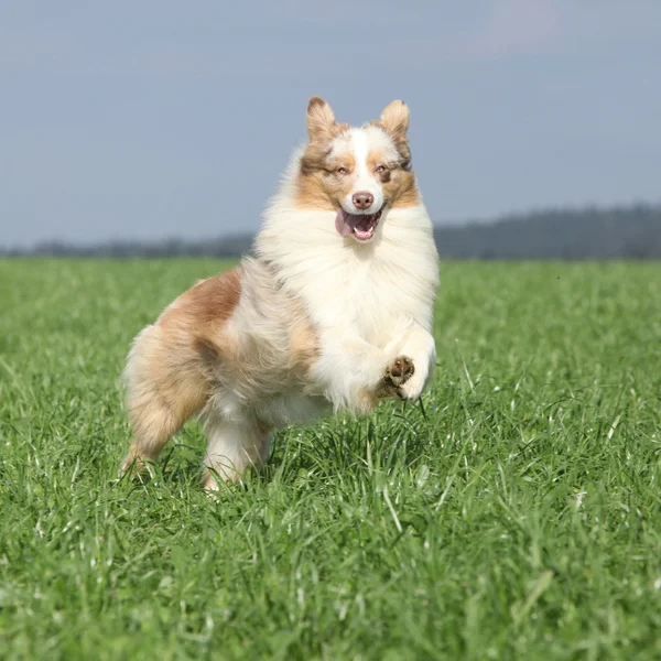 Hermoso pastor australiano sonriendo y corriendo en la naturaleza —  Fotos de Stock