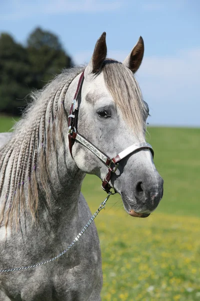 Портрет чверті коня перед красивими пейзажами — стокове фото