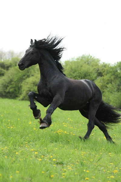 Negro caballo frisón runninng en los pastos —  Fotos de Stock