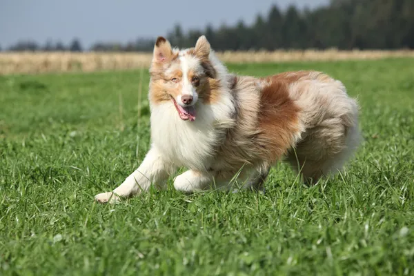 Beautiful australian shepherd smiling and running in nature — Stock Photo, Image