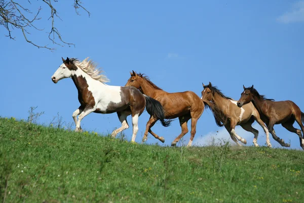 Hermoso lote de caballos corriendo en el horizonte — Foto de Stock