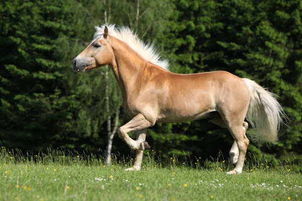 Belo garanhão haflinger correndo em pastagem — Fotografia de Stock