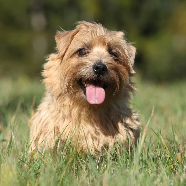 Norfolk terrier sonriéndote — Foto de Stock