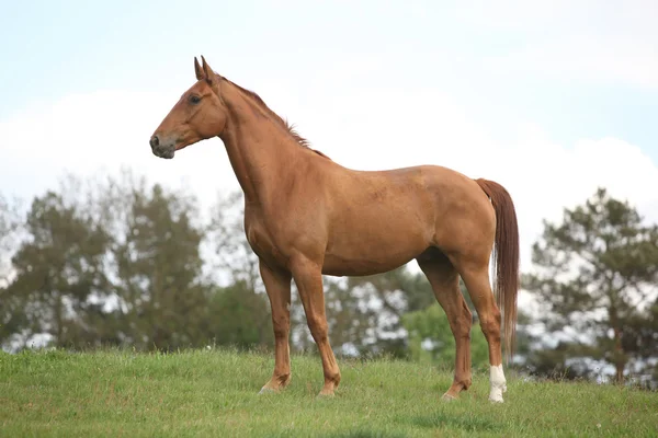 Kasztanowe koń stoi na horyzoncie — Zdjęcie stockowe