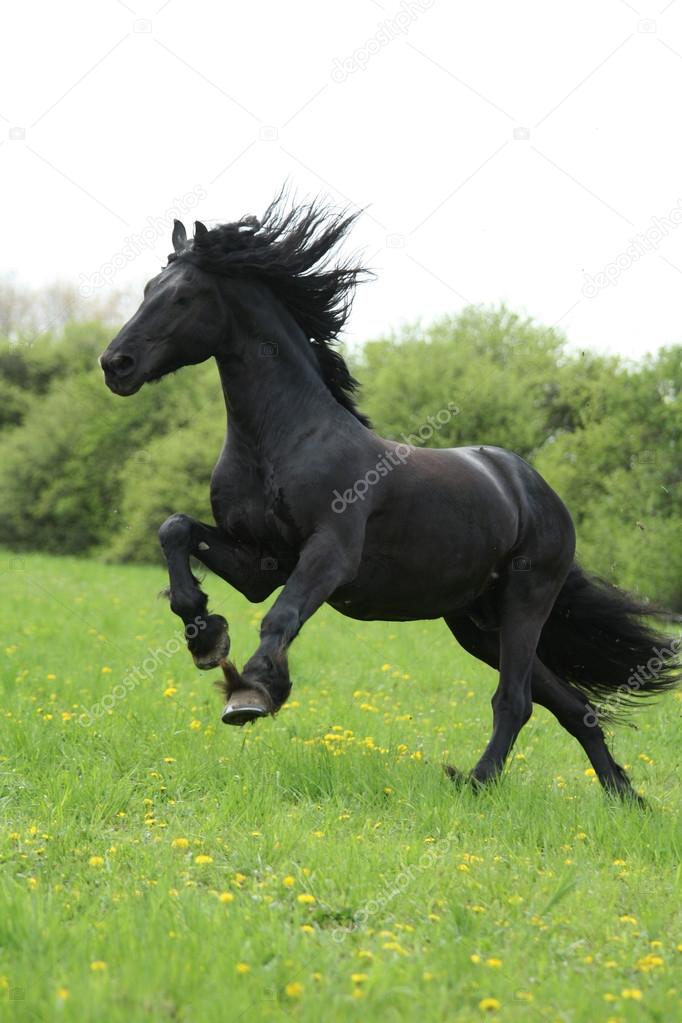 Black friesian horse runninng on pasturage