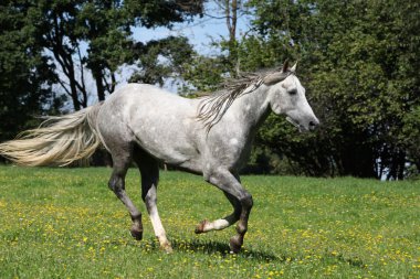 çeyrek atı aygır özgürlük içinde çalışan