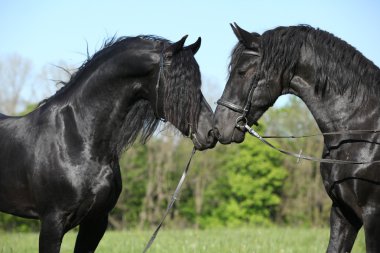 iki muhteşem be aygır birbirine Toplantı