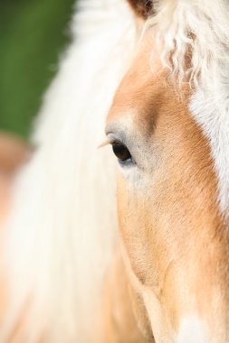 sarışın haflinger güzel göz