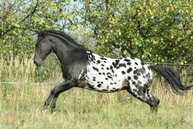 sonbahar aylarında çalışan güzel appaloosa aygır