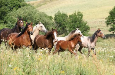 at çiçekler içinde çalışan bir