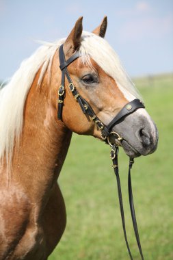 güzel haflinger aygır at başlığı ile