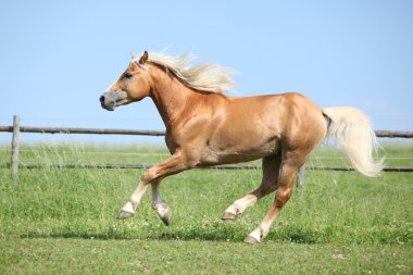 güzel haflinger aygır otlak üzerinde çalışan