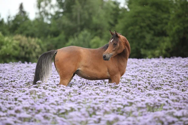 Cheval arabe debout en fleurs violettes — Photo
