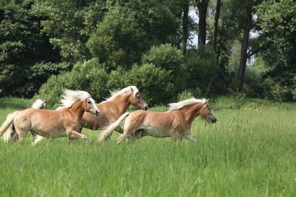 Lote de cavalos de castanha correndo em liberdade — Fotografia de Stock