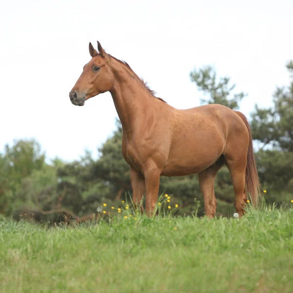 地平線上に立っている栗の馬 — ストック写真