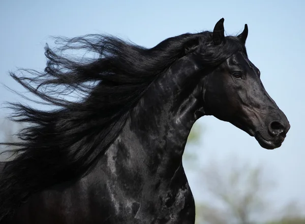 Gorgeous friesian stallion with long mane running on pasturage — Stock Photo, Image