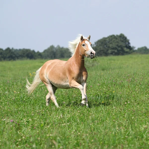 Ładne kasztan konia z grzywą blond, działa w charakterze — Zdjęcie stockowe