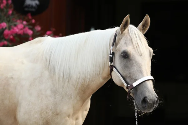 Palomino quarter horse in front of dark background — Stock Photo, Image