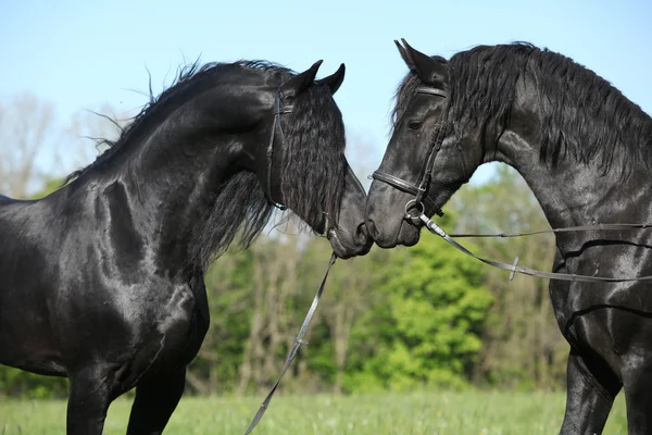 Zwei prachtvolle Friesenhengste treffen aufeinander — Stockfoto