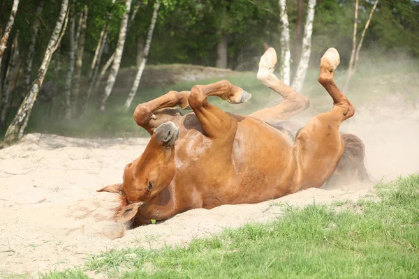 Chestnut horse rolling in the sand in hot summer — Stock Photo, Image