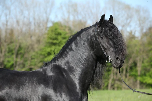 Portrait of gorgeous friesian stallion — Stock Photo, Image