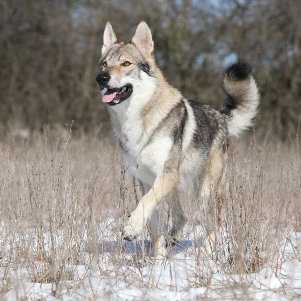 Czechoslovakian wolfdog running in winter — Zdjęcie stockowe