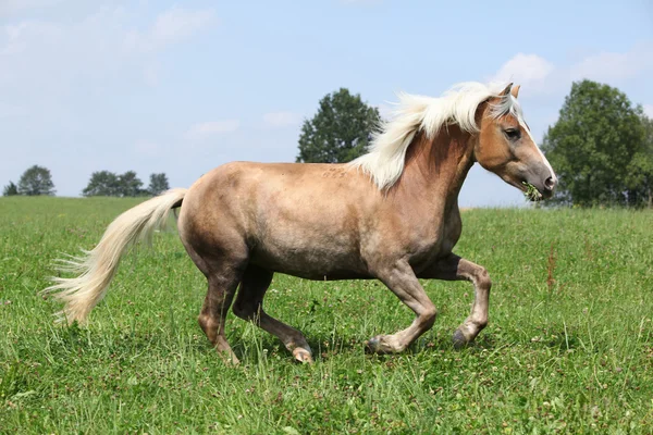 Vackra kastanj häst med blonda manen körs i frihet — Stockfoto