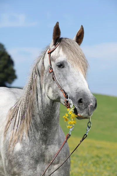 Portrait of quarter horse holding yellow flower — Stock Photo, Image