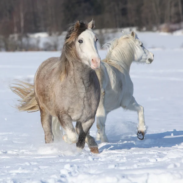 Two welsh ponnies running — Stock Photo, Image