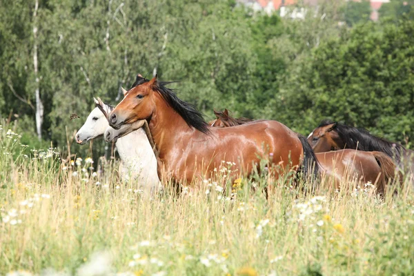 Lotto di cavalli che corrono in fiori — Foto Stock