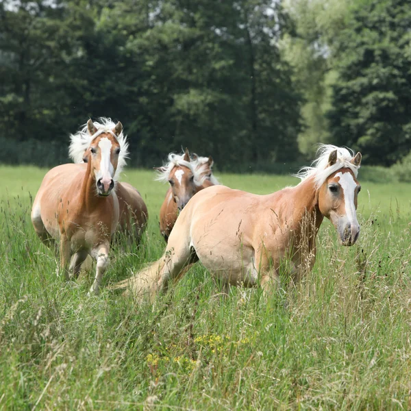 Lotto di cavalli di castagno che corrono insieme nell'erba alta — Foto Stock