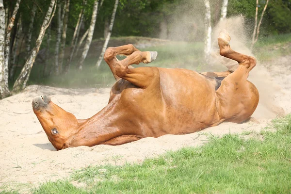 Cavallo castagno rotolando nella sabbia in estate calda — Foto Stock