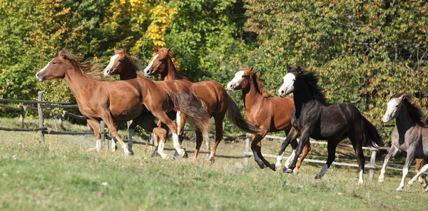 Parti av hästar på bete — Stockfoto