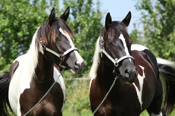 Δύο άλογα χρωμάτων με halters — Φωτογραφία Αρχείου