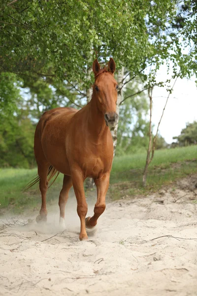 Belo cavalo castanho na areia — Fotografia de Stock