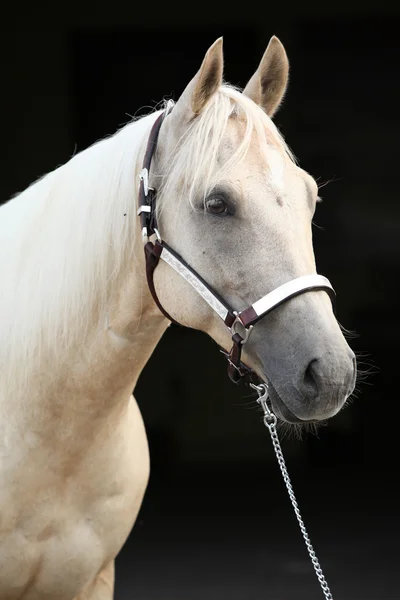 Palomino quarter horse in front of dark background — Stock Photo, Image