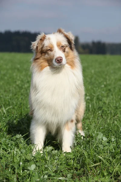 Beautiful australian shepherd in nature — Stock Photo, Image