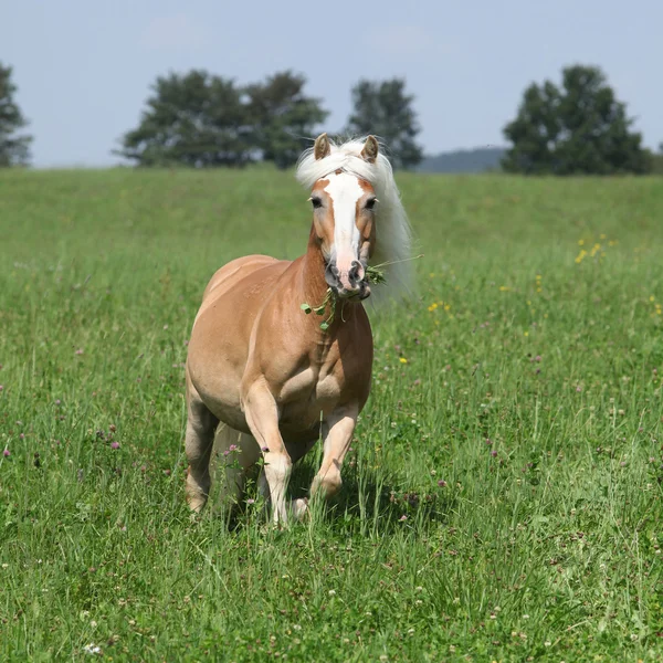 Bella haflinger correre in libertà mentre si mangia erba — Foto Stock