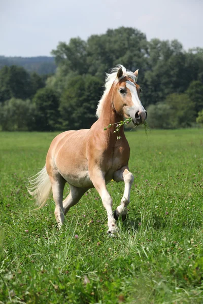 在自由中吃草的同时运行的美丽 haflinger — 图库照片