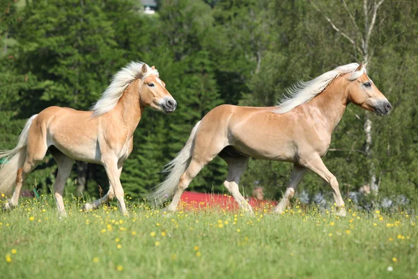 Двоє коней, що біжать на пасовищі — стокове фото