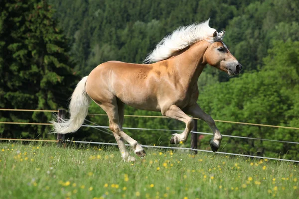 Bonito semental de haflinger corriendo sobre pastizales —  Fotos de Stock