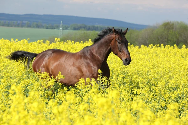 Cheval brun courant dans le champ de colza jaune — Photo