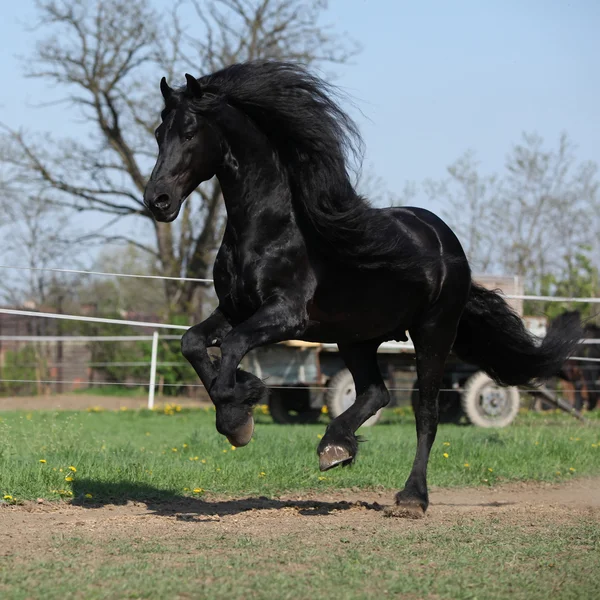 Gorgeous friesian stallion with long mane running on pasturage — Stock Photo, Image